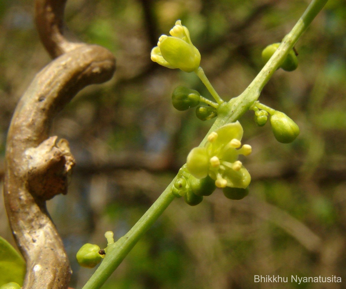 Tinospora cordifolia (Willd.) Hook.f. & Thomson